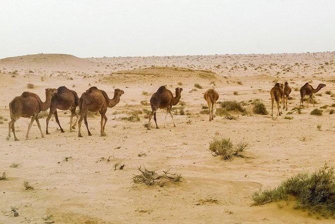 4 Days Tunisia Discovery Private Tour - Day 3: Matmata troglodytes and berber underground houses, then Ksar Hadada and Chenini