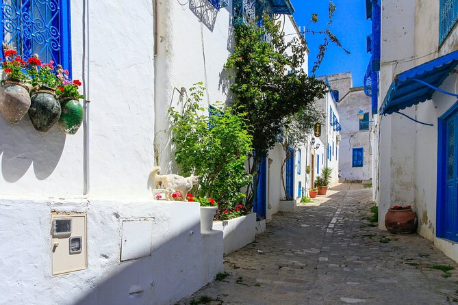 Ancient Carthage and Sidi Bou Said Half Day Tour with Lunch - Price and value from Hammamet