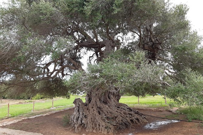 Daytrip to Kerkouen Unesco Site Kelibia and Houaria Caves - Echraf olive tree: a 2,500-year stop you can feel