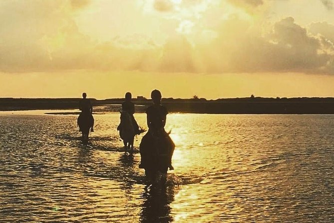 Discovery ride on horseback or camel 2h30 - Where Ranch Adada Djerba Sets the Tone (Pickup, Horses, and First Moves)
