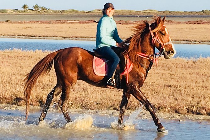 Discovery ride on horseback or camel 2h30 - Horse or Camel: Picking Your Mount, Adjusting Your Pace, and Staying Comfortable