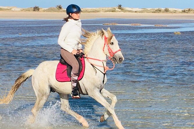 Discovery ride on horseback or camel 2h30 - The Lagoon Crossing and Water-Edge Break: Where the Scenery Turns Dramatic