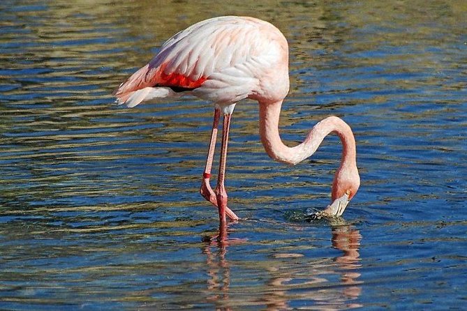 Djerba Flamingo Island Pirate Boatrip - Trip, Lunch & Pick-up - Who This Pirate Boatrip Suits (and Who Should Rethink It)