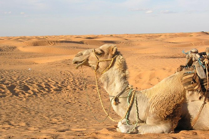 Door of the tunisian desert Ksar Ghilane and Matmata: Full one Day - Key highlights to expect in this one-day Sahara plan