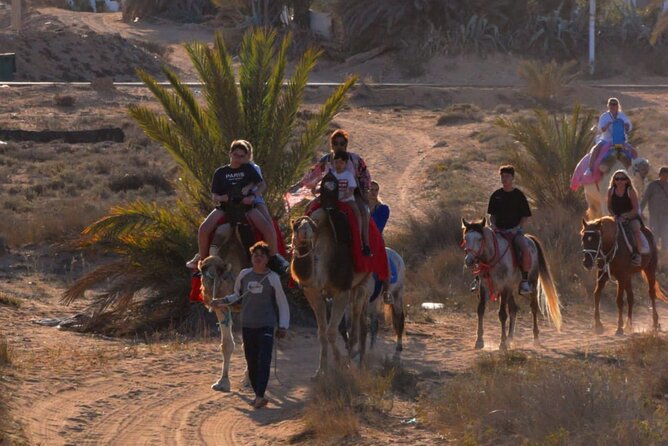 Explore Djerba by camel and horse - The Ride Back, and How to Think About Comfort