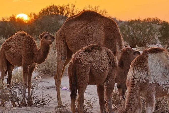 From Djerba: Explore the desert in a day - Desert Activities You Can Add On, Like Camel Rides and Quad Bikes