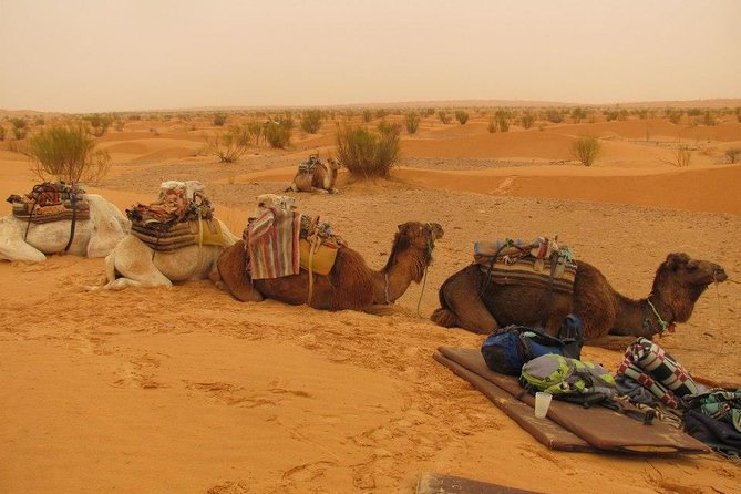 From Tozeur: 3-Day Desert Trip - Key Highlights You Should Know Before You Go