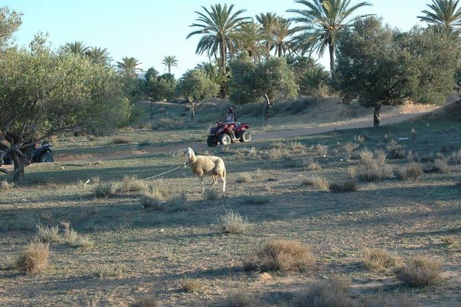 Great ride forest and blue lagoon in quad - Key things to know before you go
