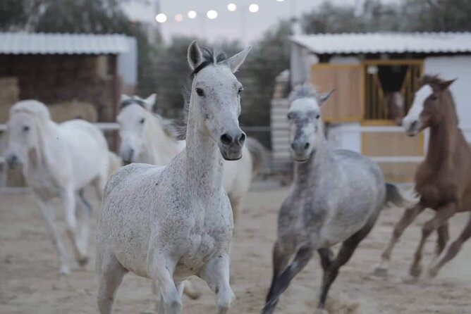 Horseback riding with private transfer - Key things I’d bookmark before you go