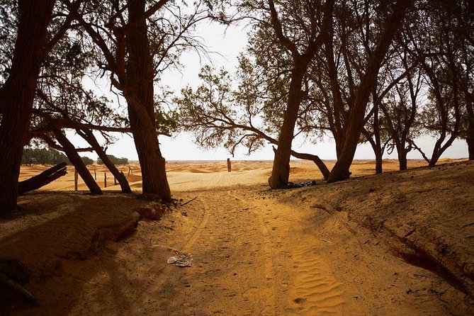 Ksar Ghilane 1 day: The hot spring and the homestay - Escale de Toujane photo break, and how to not waste it