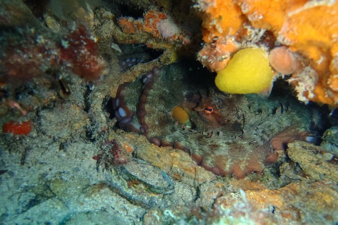 Octopus Rock Exploration - Certified Diver - The Instructor-Led Flow at Depth, and Why It Keeps You Comfortable