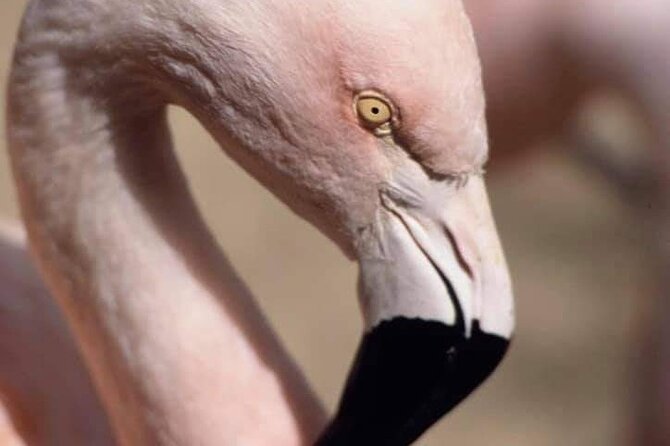 Private Excursion of Friguia Park and Medina of Hammamet - Price and value for a private 6-hour animal and town outing