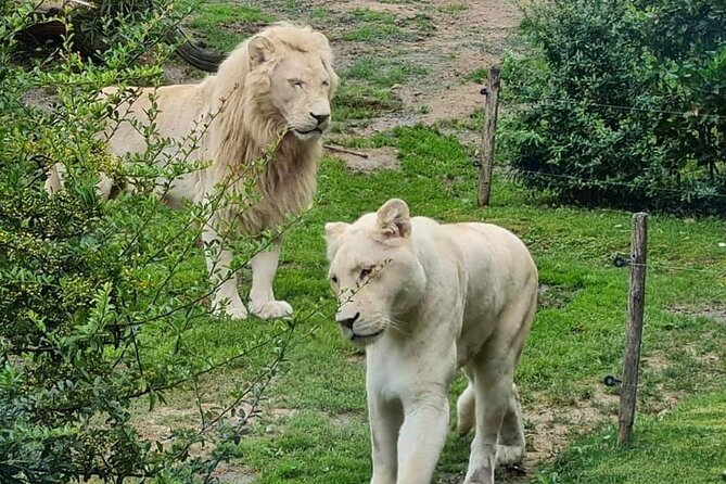 Private Excursion of Friguia Park and Medina of Hammamet - Inside Friguia: animals in large enclosures and show time