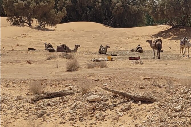 Private getaway in the desert like no other - Ksar Ghilane Water Break and the Dunes to Old Fort Remains
