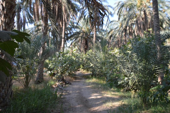 Tozeur and the mountain Oasis - Matmata Homestay: A Real-Life South Tunisia Moment